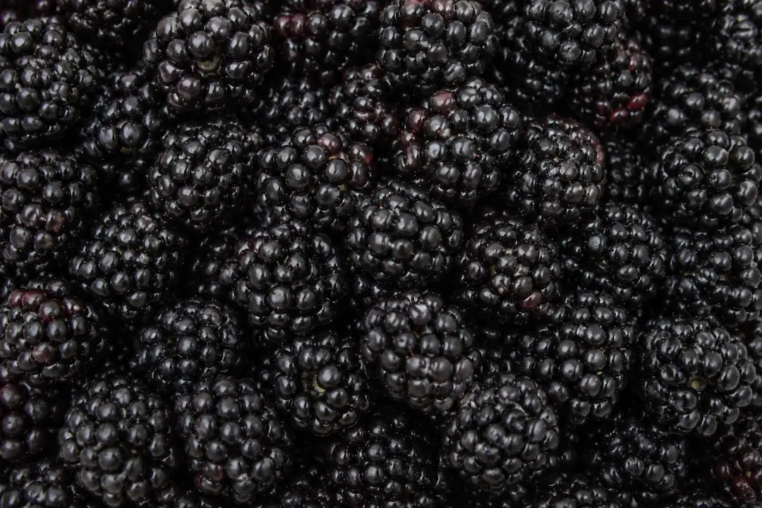 Blackberry ingredient portfolio