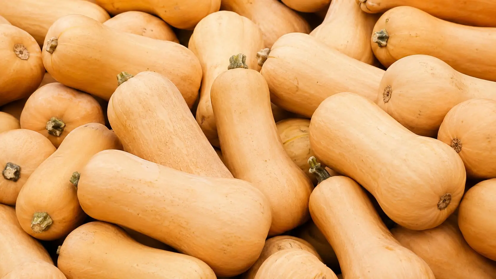 Butternut Squash ingredient portfolio