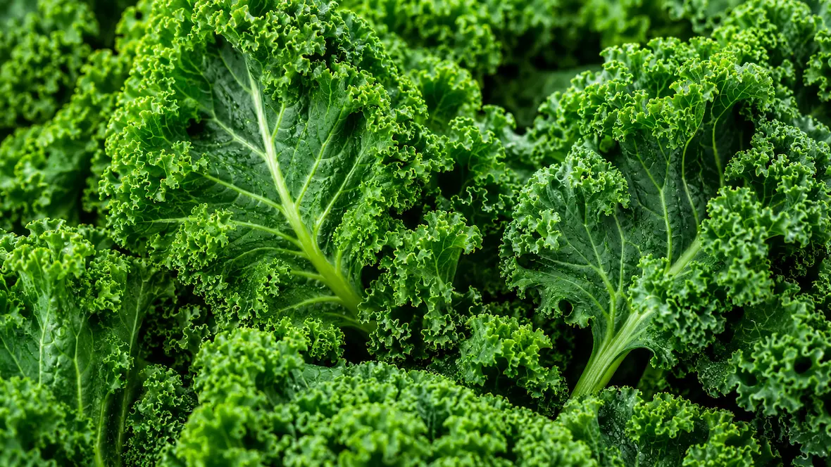 Kale ingredient portfolio
