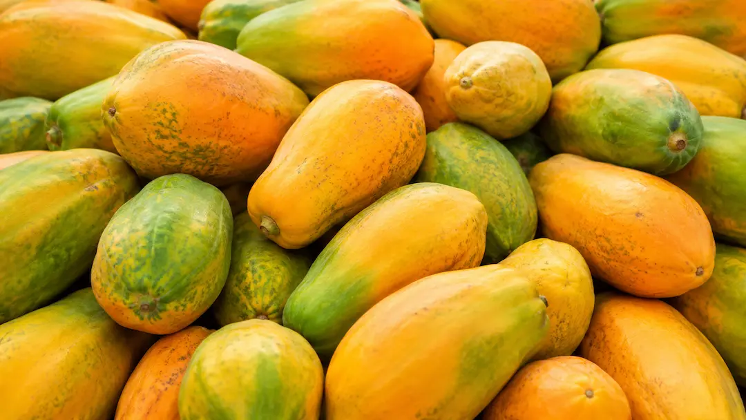 Papaya ingredient portfolio
