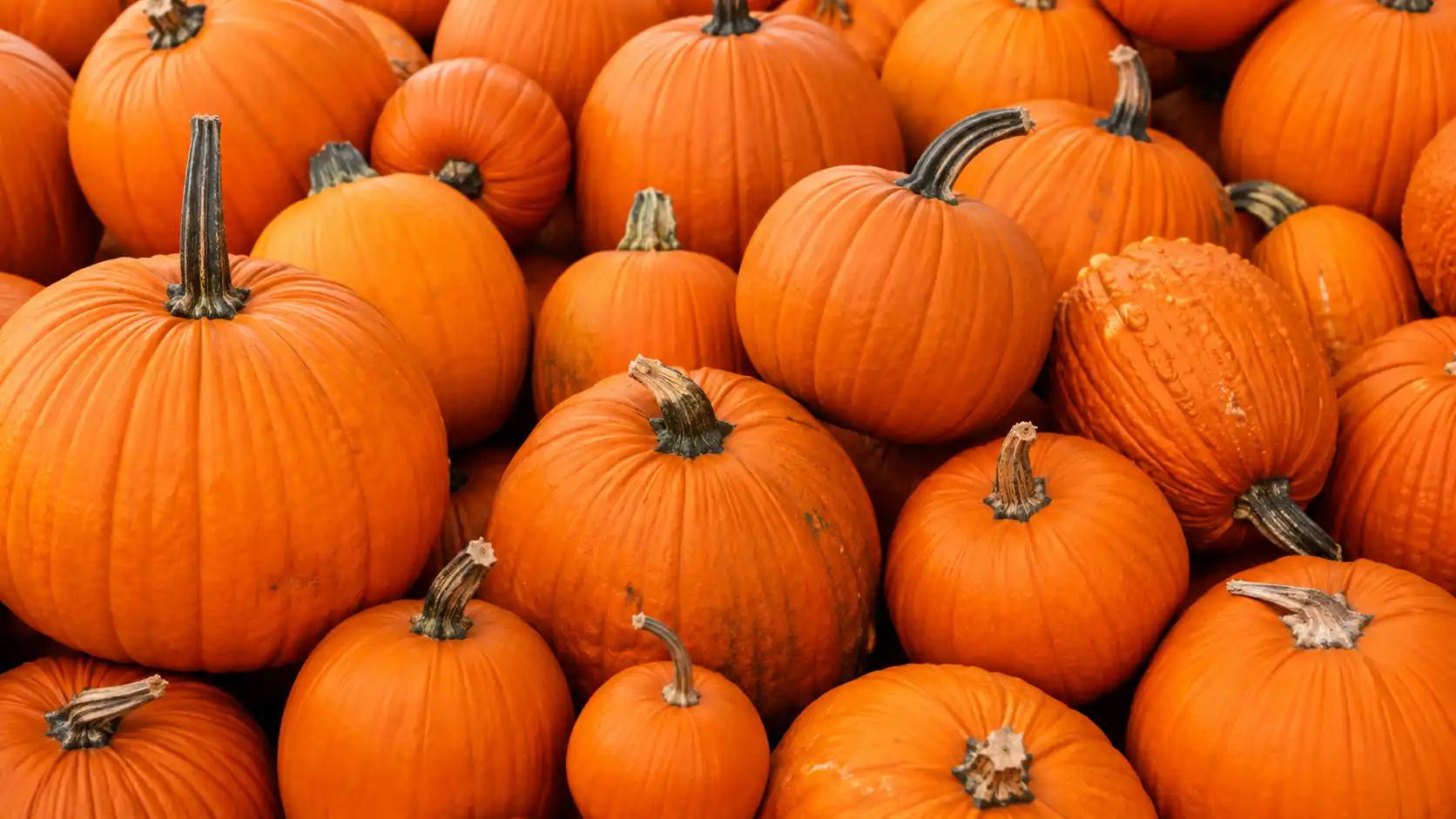 Pumpkin ingredient portfolio