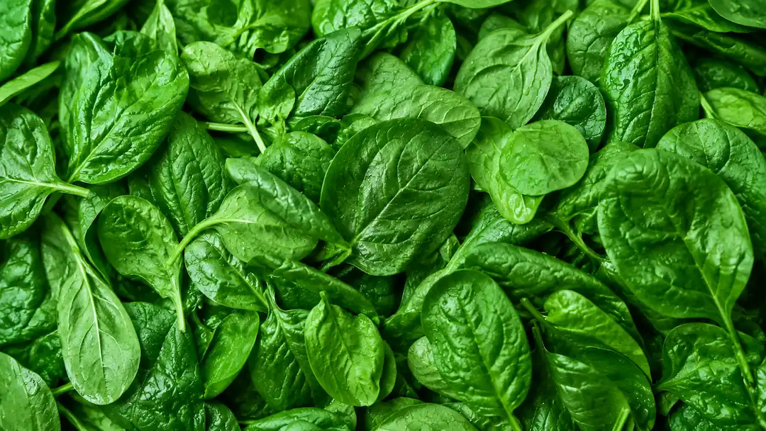 Spinach ingredient portfolio
