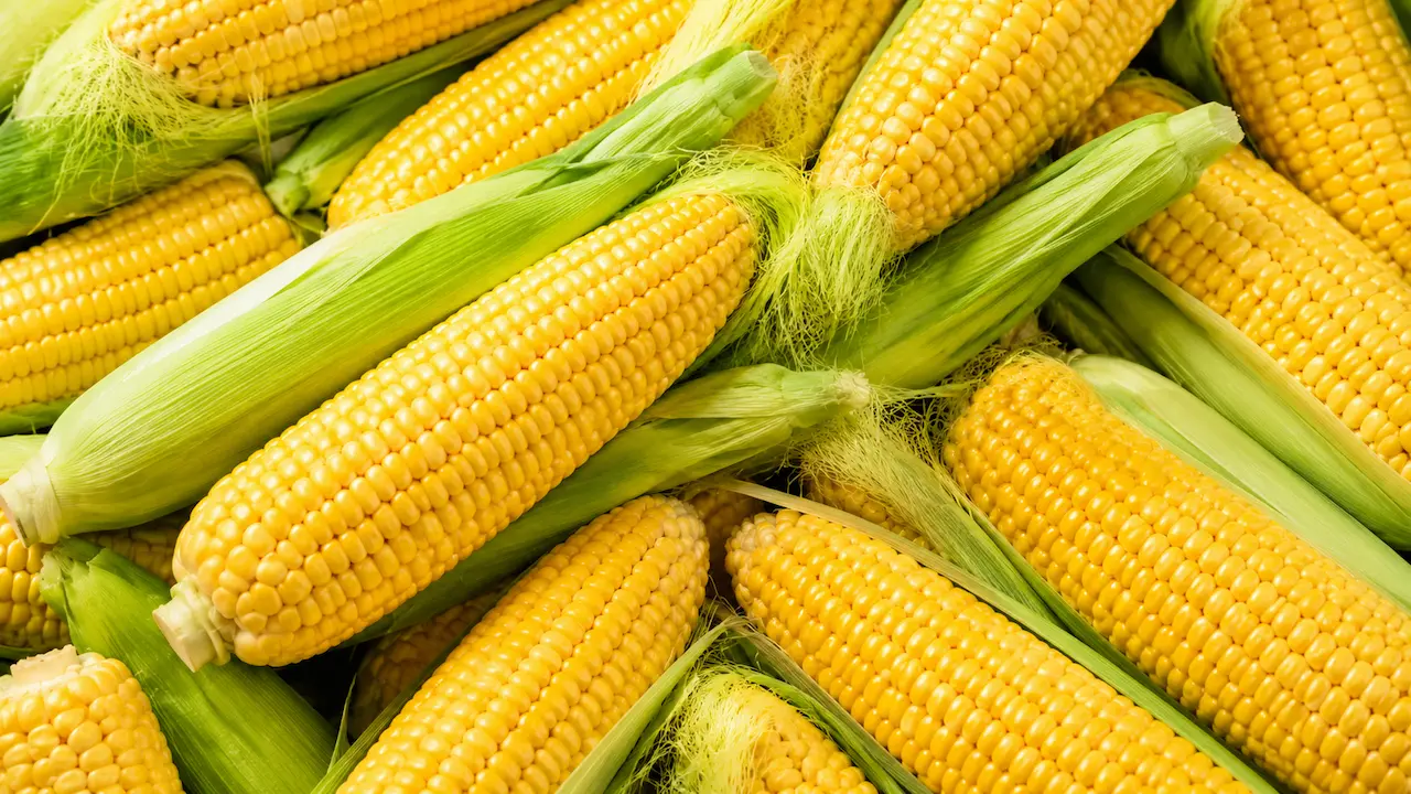 Sweet Corn ingredient portfolio